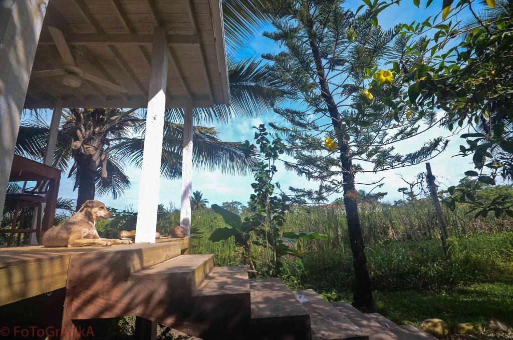 Cabarete Surf Camp Hotel Екстериор снимка